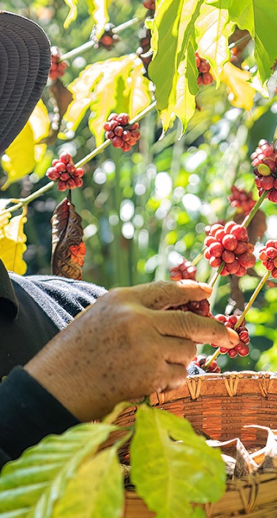 Red Pick Method Coffee Harvesting: The Key to High-Quality Coffee