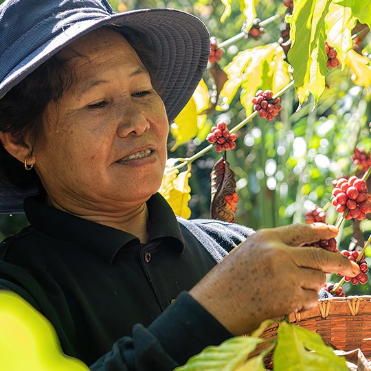 Red Pick Method Coffee Harvesting: The Key to High-Quality Coffee