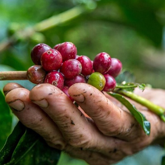 The Origin and History of Coffee 